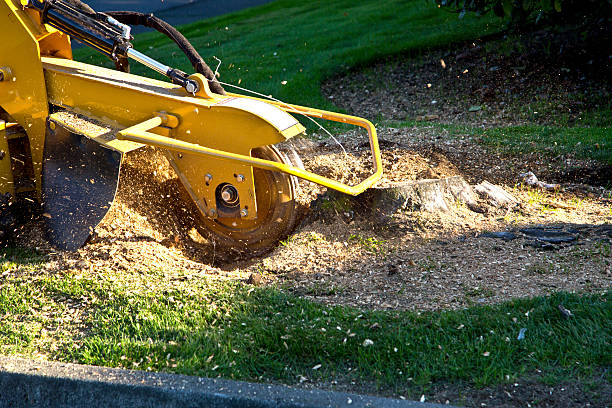 Best Storm Damage Tree Cleanup  in Bellefontaine Neighbors, MO