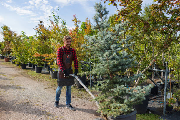 How Our Tree Care Process Works  in  Bellefontaine Neighbors, MO